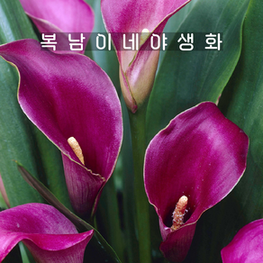카라꽃 퍼플 [1개 복남이네야생화 춘식구근 칼라 잔테데스키아 zantedeschia], 1개