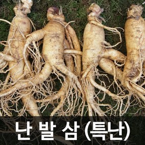 청명네이처 금산인삼 수삼(난발삼) 특난(750g) (7~8뿌리), 1개, 750g