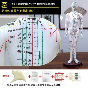 교육용 한의학 인체혈자리모형 실습, 백남하드몰드초청(손이돌림)52cm 컬러대자(열)