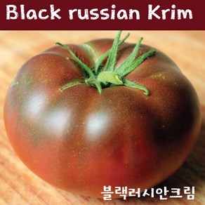 토마토키우기Black Russian Kim 블랙러시안크림 희귀토마토 교육용 체험용