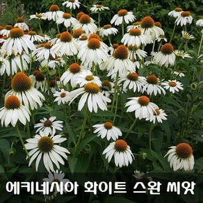 [해피플라원] 에키네시아(에키나세아) 화이트 스완 씨앗 100립 / 봄 여름 가을 파종 꽃씨