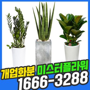 금전수 산세베리아 스투키 고무나무 행운목 해피트리 관엽화분 6종, (23)_화분받침대(꽃집방문수령), 1개