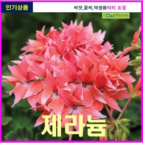 (희귀씨앗) 제라늄 커텀 살몬 5립, 1개