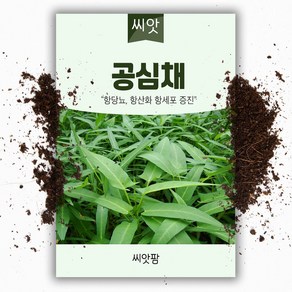 공심채 씨앗 (10g) 동남아 아열대 채소