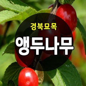 우수한 품종의 나무묘목 유실수 과실수 약용수 조경수 판매중, 앵두나무, 앵두나무 상묘, 1개