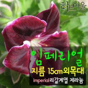 [허브여울제라늄] 임페리얼 묵은둥이 외목대 (리갈제라늄) 지름 15cm 중품화분, 1개, 임페리얼 15센티 외목대