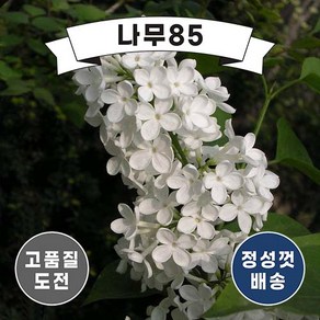 (나무85) 백라일락 분, 1개