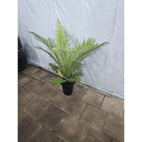 반려식물 플랜테리어 실버레이디고사리 대품 공기정화 45-60cm 149, 1개