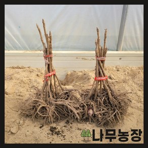 (나무농장) 두릅나무 민참두릅 삽목1년 묘목 ( 5주묶음 ), 1개