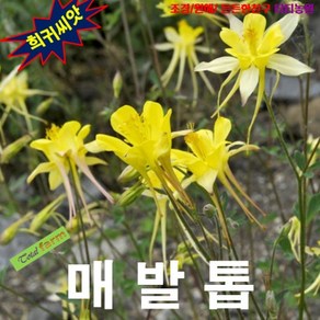 (희귀씨앗) 매발톱 노랑긴꼬리 15립, 1개