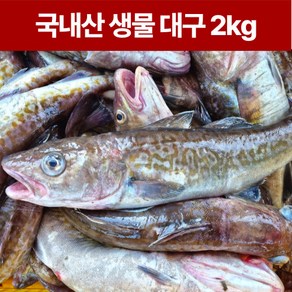 속초 생물 생대구 2kg (3~5미 내외) 동해안 대구탕 조업