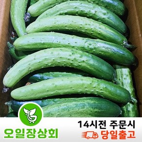 국내산 백오이 백다다기 다다기오이 못난이오이 상등급 45개내외(43~50), 1개, 9kg~10kg