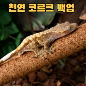 아스티렙 천연 코르크 크레스티드 게코 파충류 백업, 1개, 코르크 20cm