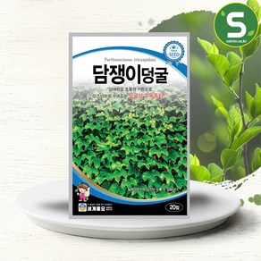 모칸도 세계종묘 나무씨앗 담쟁이덩굴 20립, 1개