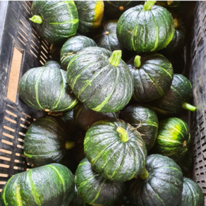 삼시세끼연구소 꿀뚝뚝 제주 미니 밤호박 보우짱 밤 단호박 산지직송, 5kg(특대로얄), 1개