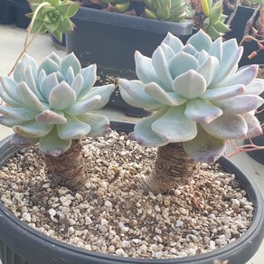 [수암다육] 묵은 먼로 단품 Echeveria 'Monroe' 다육 다육이 다육식물 국민다육