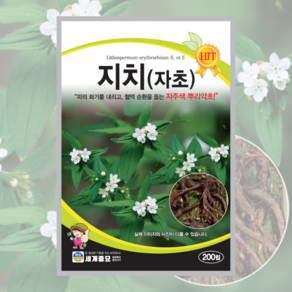지치 씨앗 200립 [25년포장] 자초종자 뿌리약초, 1개