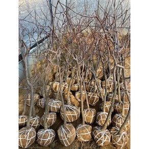 <경기농원>왕대추나무 묘목 3년생 결실주, 1개, 왕대추3년생