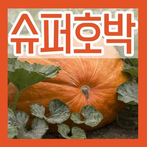 슈퍼호박 씨 5립 큰 대형호박 씨앗 키우기 종자심기