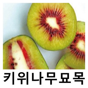 키위나무 묘목 레드키위 접목1년 특묘, 1개