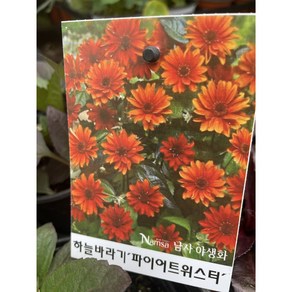 [다온야생화] W5057 파이어트위스터.하늘바라기 (12cm) [랜덤], 1개