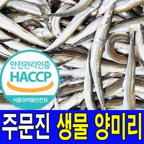 주문진 동해안 새벽에 조업한 싱싱한 생물 양미리 40마리 선주 직배송 HACCP해썹 인증업체에서 발송