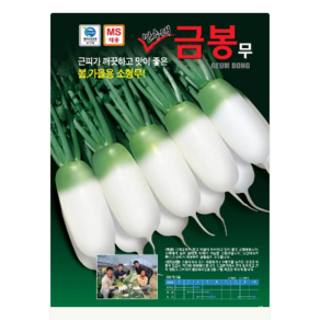 금봉무25g 만추대 금봉무 근피가깨끗 맛이좋은 소형무 봄무 가을무 아삭한 맛, 1개