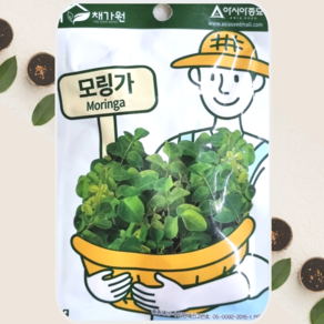 모링가씨앗 모링가 종자 콩과 영양이 풍부한 채소 5g, 1개