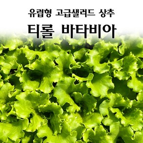 [모종심는아빠] 유럽형 고급 샐러드 상추 티롤바타비아 모종 유럽상추, 12개