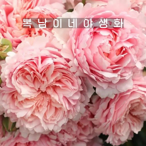 티앤랑장미 그레이스풀 [1포트 복남이네야생화 모종 피치핑크 사계장미 땅장미 로즈 ose], 1개
