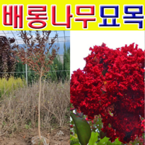 (D소망)배롱나무(다이너마이트) 개화주(분) 1그루, 1개