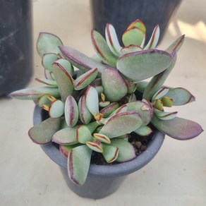 [수암다육] 가입랑 랜덤발송 Cotyledon obiculata 'Yomeii-Musume' 랜덤발송 다육 다육이 다육식물 360, 1개