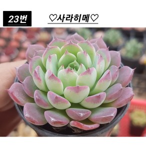 희귀다육 28종 모아보기, 1개