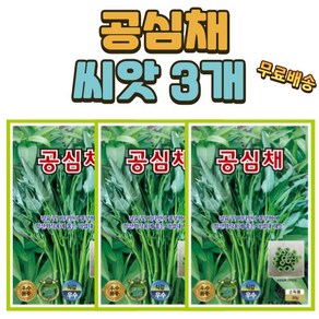 씨앗팜 공심채씨앗 3개 동남아 중국채소 씨앗