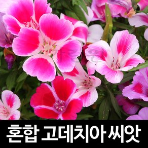 혼합 고데치아 씨앗 고데티아 종자 클라키아 50알