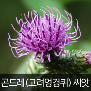 곤드레 씨앗 엉겅퀴 종자 약초 산나물 채소 씨 100알, 1개