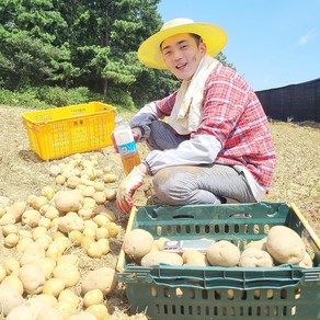 2023년 국내산 햇감자 감자 수미감자, 가우 수미감자 (특/찜용 요리용), 2.5kg, 1개