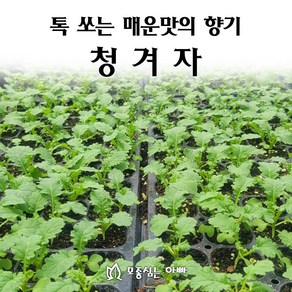 [모종심는아빠] 톡쏘는 매운맛과 향기 청겨자, 12개