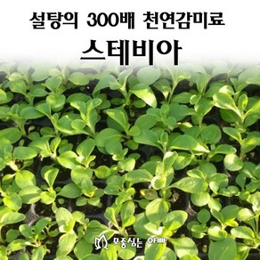 [모종심는아빠] 설탕의 300배 천연감미료 스테비아 허브모종, 1개