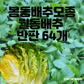 모두다팜 봄동배추 모종 반판 60개 월동배추 모종 알배기배추 모종 봄동모종 겨울배추모종