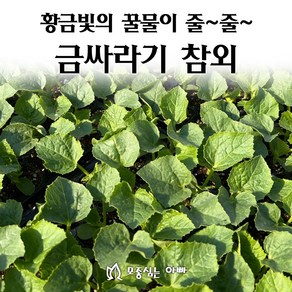 [모종심는아빠] 황금빛의 꿀물이 줄줄 금싸라기참외 모종, 모종10개, 1개