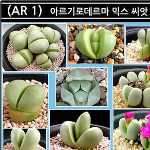 리톱스 나라 씨앗, (AR 1) 아르기로데르마 믹스 씨앗 100립, 1개