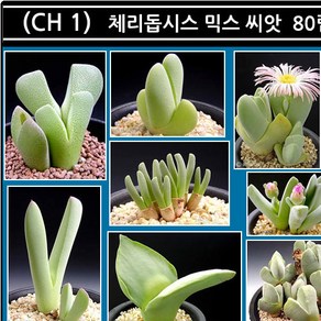리톱스 나라 씨앗, (FE 1) 페네스트라리아 믹스 씨앗 50립, 1개