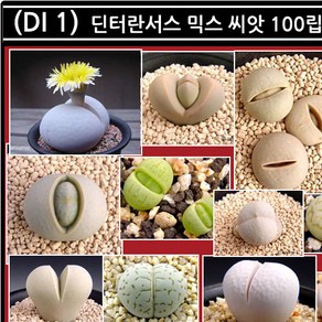 리톱스 나라 씨앗, (DI 1) 딘터란서스 믹스 씨앗 100립, 1개