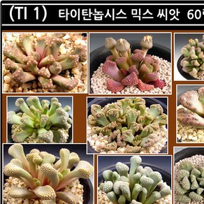 리톱스 나라 씨앗, (TI 1) 타이탄놉시스 믹스 씨앗 60립, 1개