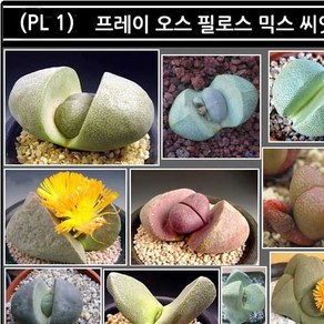 리톱스 나라 씨앗, (PL 1) 프레이오스필로스 믹스 씨앗 40립, 1개