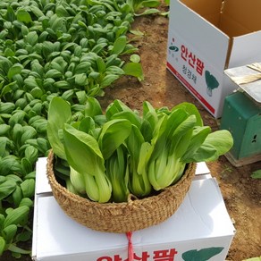 안산팜 싱싱하고 맛있는 청경채 [GAP인증], 500g, 1개