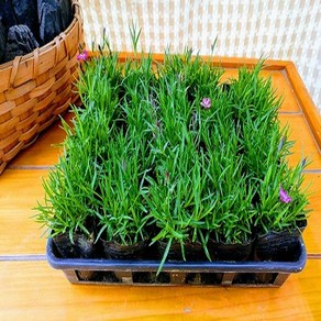 사계패랭이[무료배송]20개세트 잔디패랭이 노지월동 야생화, 20개