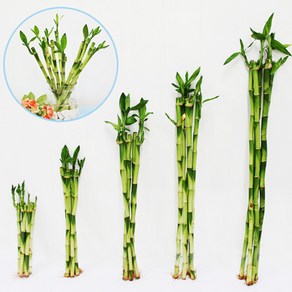 가꾸지오 공기정화식물 먼지제거 천연가습 개운죽 50cm, 1개, 개운죽5p(50cm)