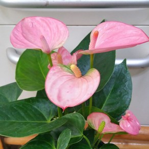 [용이네 화원] 안시리움 Small Pink 129 화원 농원, 1개